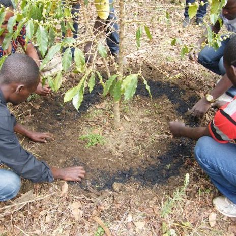 A tree being planted with biochar.