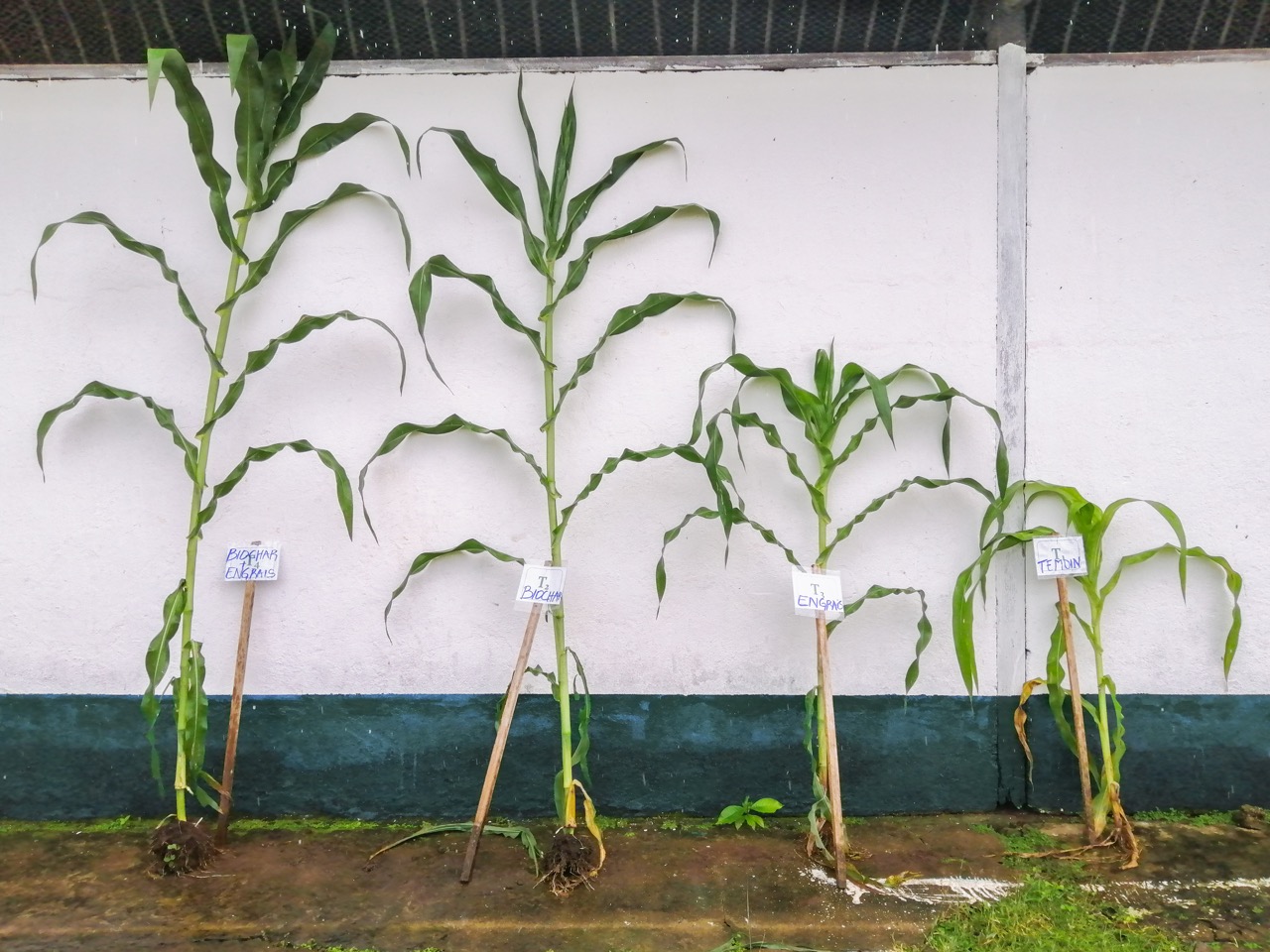 Agronomic trial on maize, showing a clear difference with and without biochar.